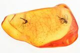 Two Fossil Fungus Gnats (Mycetophilidae) in Baltic Amber #357723-1